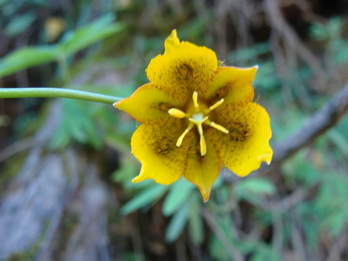 Calochortus barbatus, photograph 4