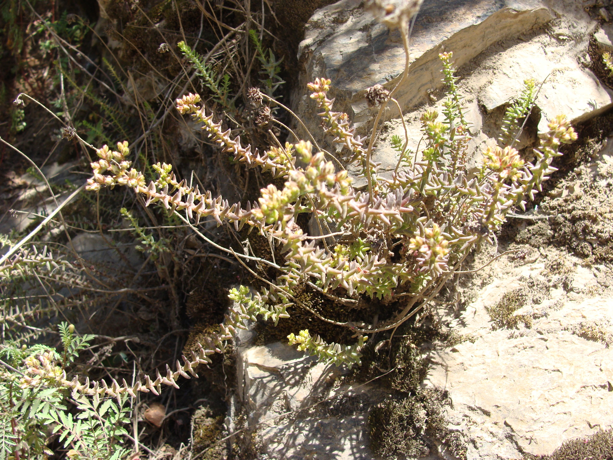 Villadia jurgensenii
