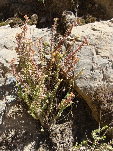 Sedum jurgensenii