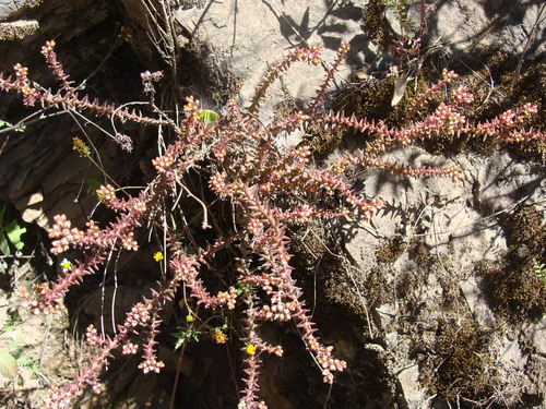 Sedum jurgensenii, photograph 3
