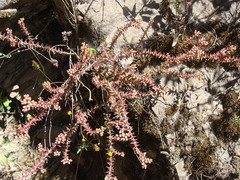 Sedum jurgensenii, photograph (c) Alexis López Hernández, some rights reserved (CC BY)