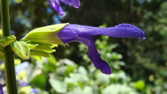 Salvia mexicana