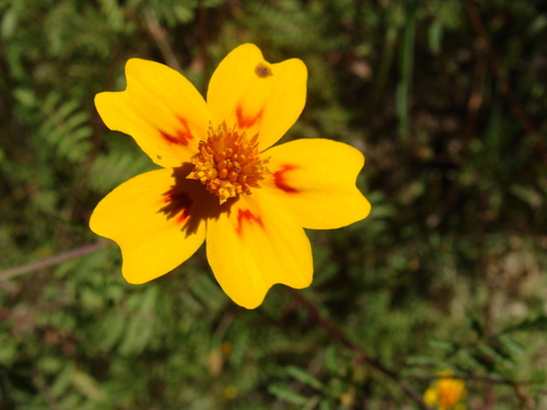 Tagetes lunulata
