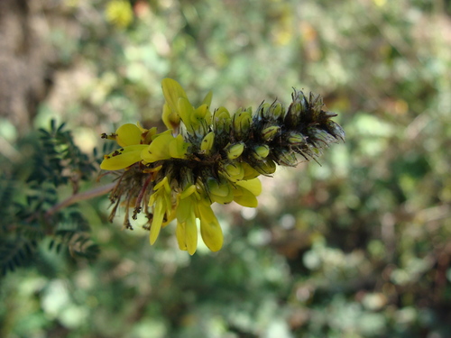 Yellow Dalea (Dalea lutea)