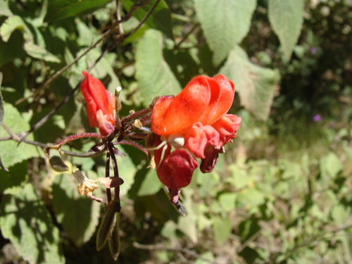 Runner bean (Phaseolus coccineus)