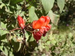 Runner Bean (Phaseolus coccineus)