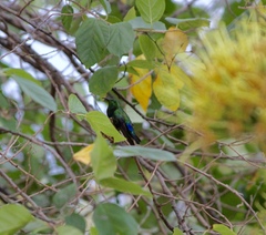 Eulampis holosericeus