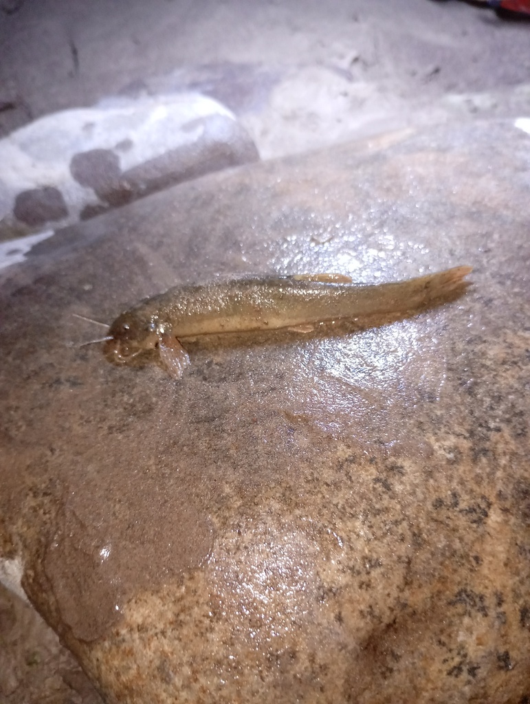 Pencil Catfish