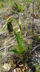 Fritillaria biflora