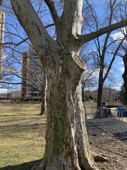 Platanus occidentalis