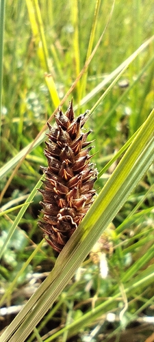 Carex aematorhyncha