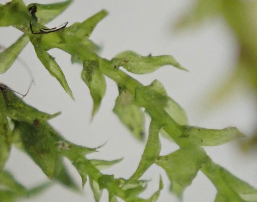 Gaubtoji aštriasnapė nuotrauka