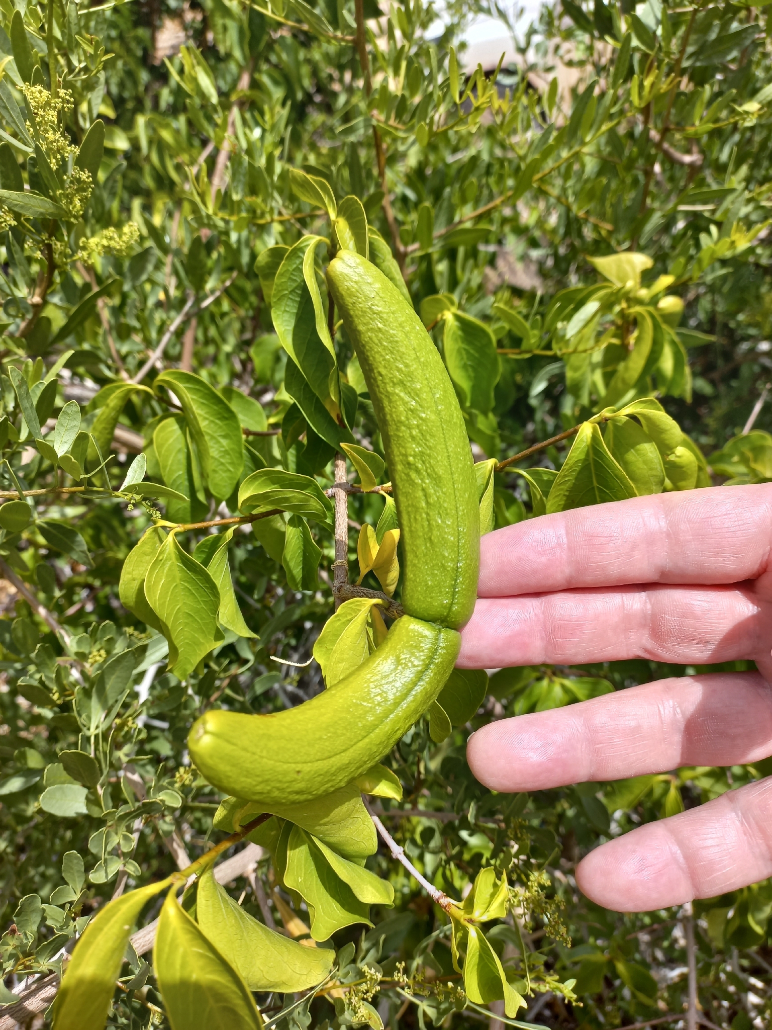 Elephant-Vine (Strophanthus amboensis)