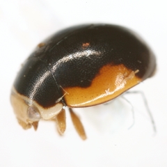 Hyperaspis schaefferi