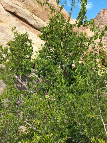 Strophanthus amboensis, photograph 6