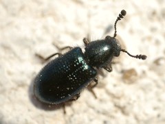 Necrobia violacea