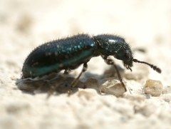 Necrobia violacea