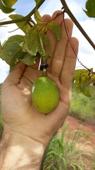 Passiflora cincinnata