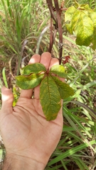Passiflora cincinnata