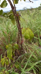 Passiflora cincinnata