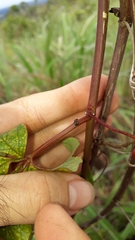 Passiflora cincinnata