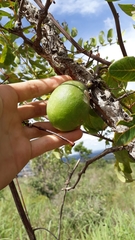 Passiflora cincinnata