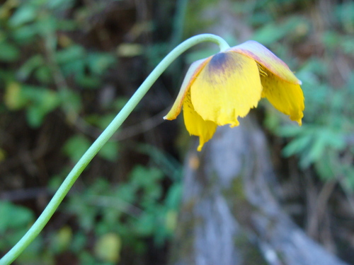 Calochortus barbatus, photograph 5