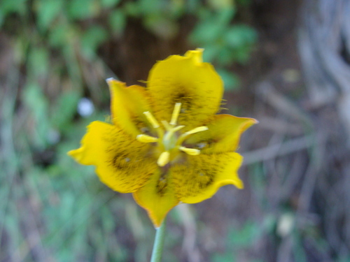 Calochortus barbatus, photograph 6