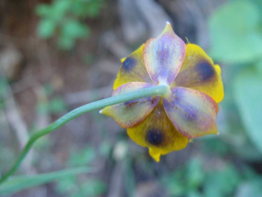 Calochortus barbatus; photograph (c) Alexis López Hernández, some rights reserved (CC BY)
