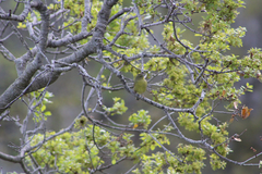 Leiothlypis celata sordida