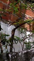 Pitangus sulphuratus