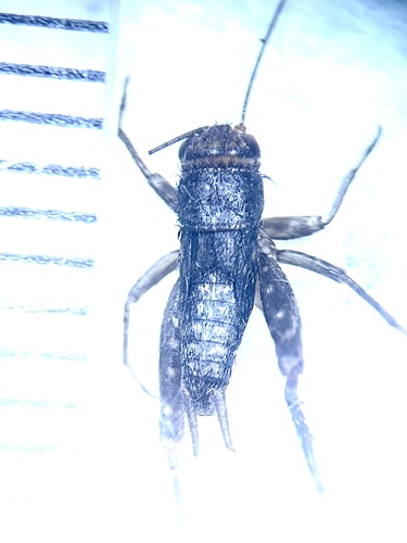 collared ground cricket