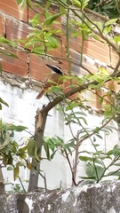 Pitangus sulphuratus