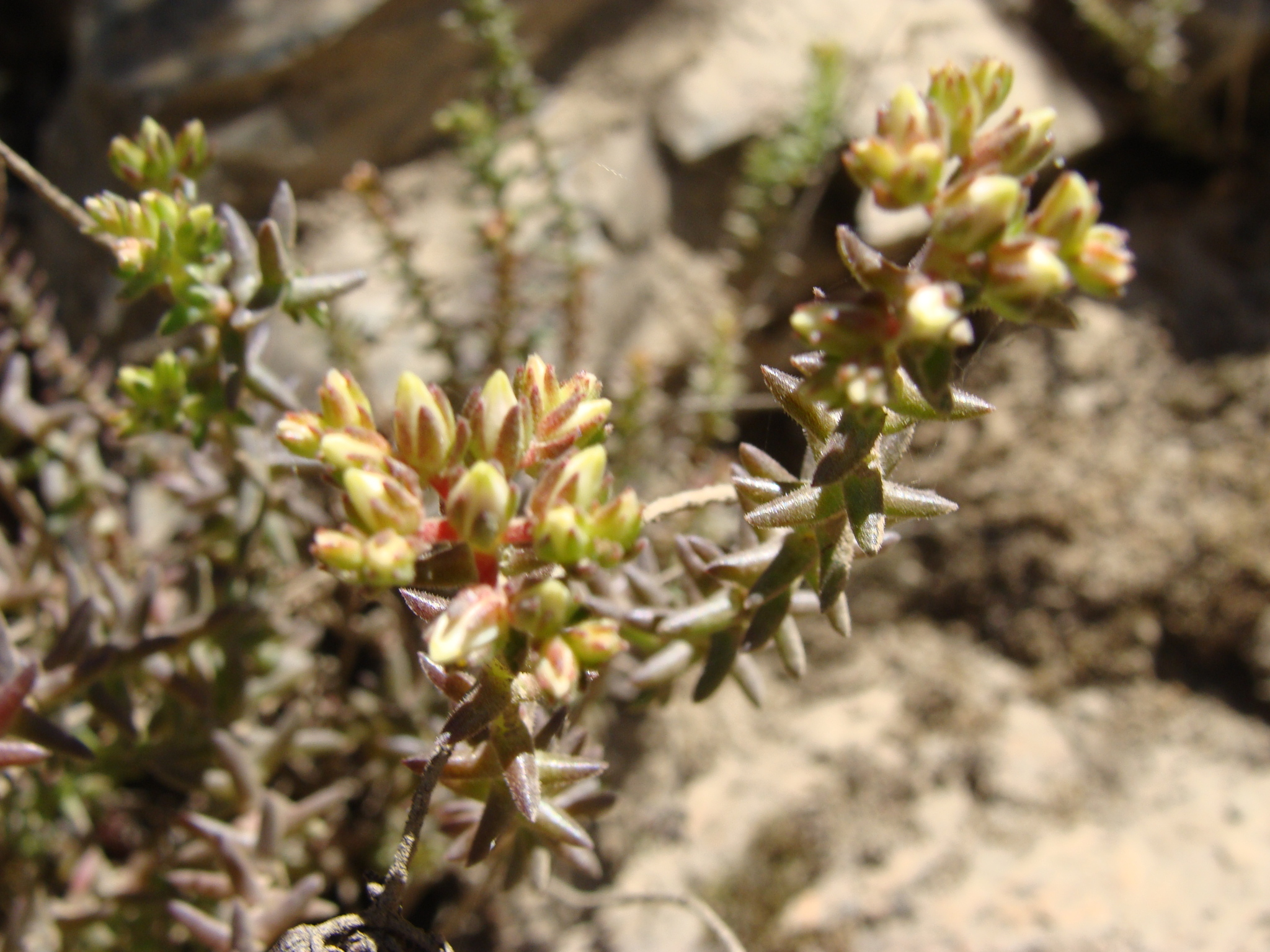 Villadia jurgensenii 2