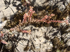 Sedum jurgensenii, photograph (c) Alexis López Hernández, some rights reserved (CC BY)