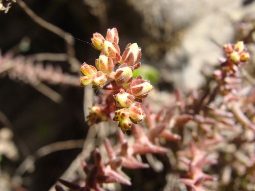 Sedum jurgensenii, photograph 2