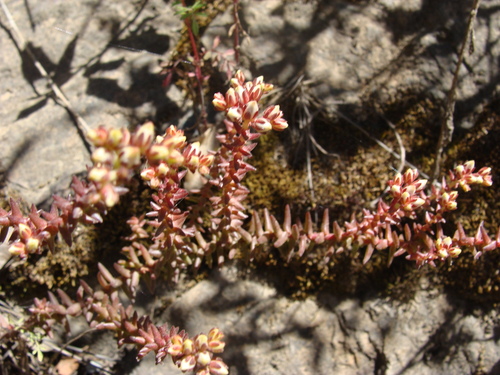 Sedum jurgensenii, photograph 6