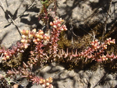 Sedum jurgensenii, photograph (c) Alexis López Hernández, some rights reserved (CC BY)