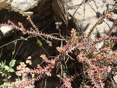 Sedum jurgensenii, photograph (c) Alexis López Hernández, some rights reserved (CC BY)