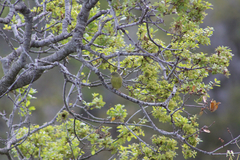 Leiothlypis celata sordida