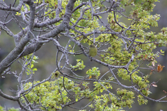 Leiothlypis celata sordida