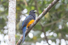 Trogon chionurus