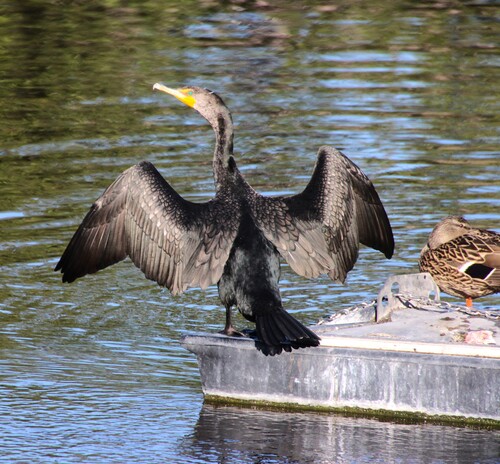iNaturalist observation photo of Double-crested Cormorant