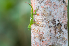 Anolis chloris