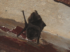 Eptesicus furinalis