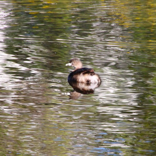 iNaturalist observation photo of Pied-billed Grebe