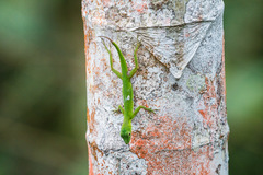Anolis chloris