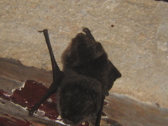 Eptesicus furinalis