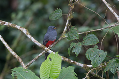 Trogon comptus