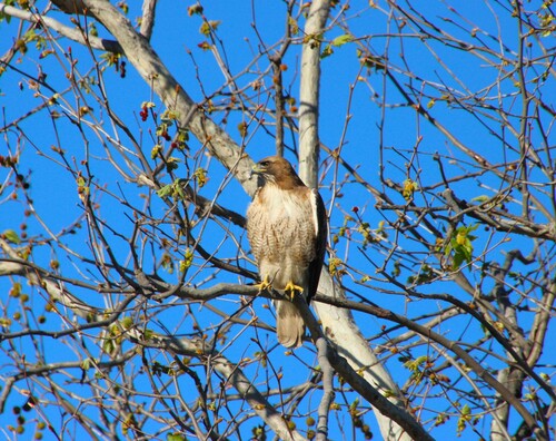 iNaturalist observation photo of Red-tailed Hawk